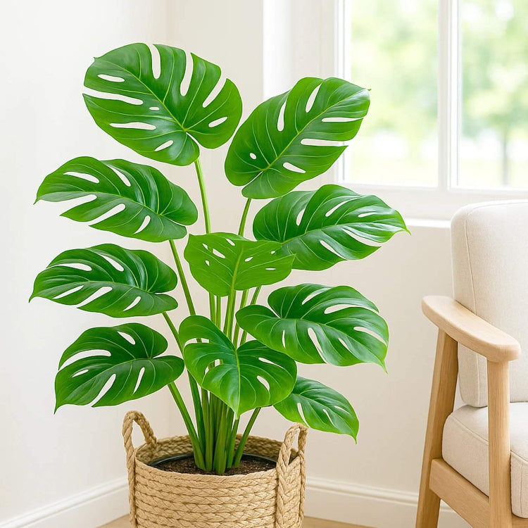 Swiss Cheese Plant Seeds