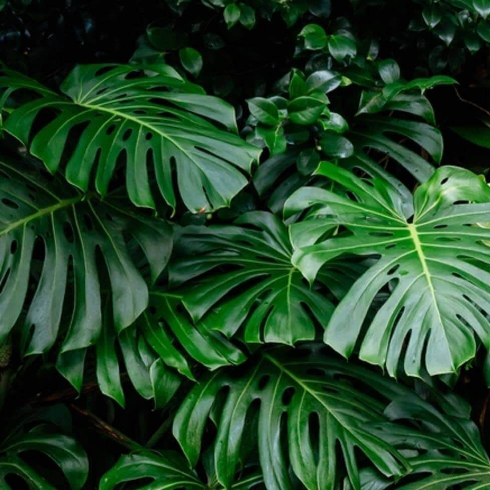 Swiss Cheese Plant Seeds