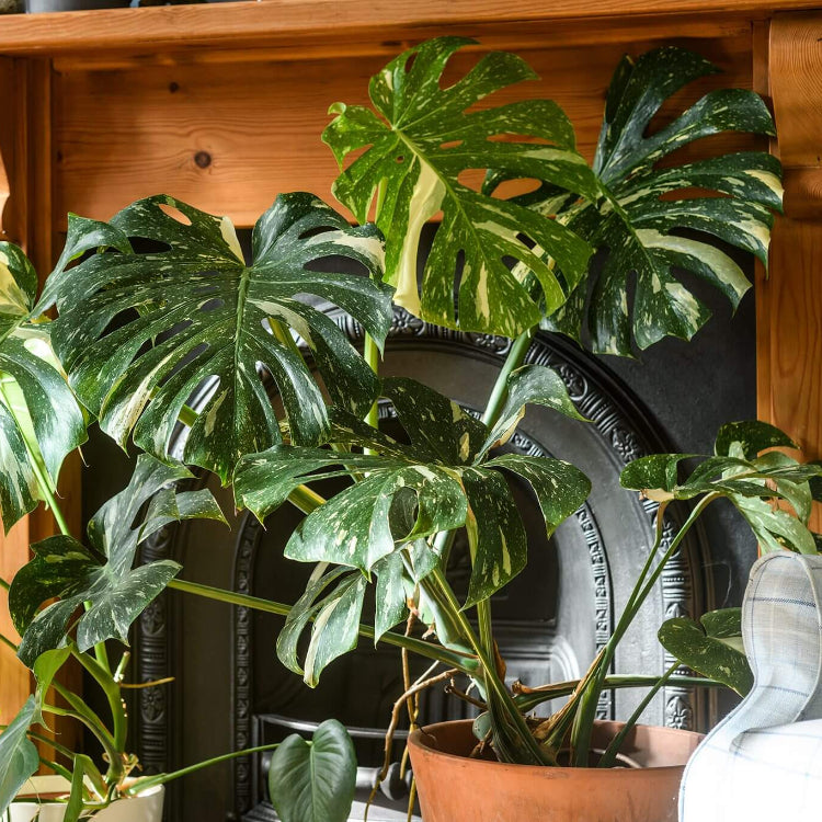 Swiss Cheese Plant Seeds