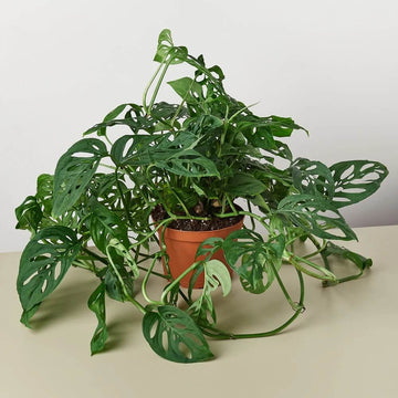 Swiss Cheese Vine Seeds