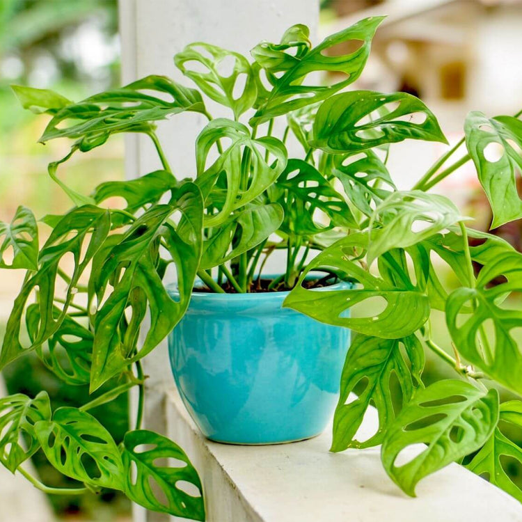 Swiss Cheese Vine Seeds