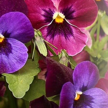 Swiss Pansy Seeds 