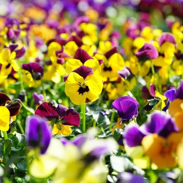 Swiss Pansy Seeds 