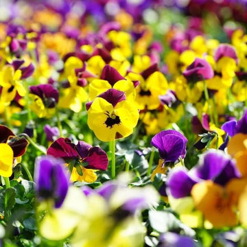 Swiss Pansy Seeds 
