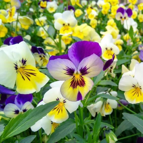 Swiss Pansy Seeds 