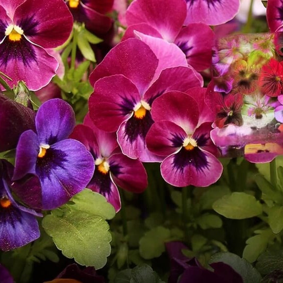 Swiss Pansy Seeds 