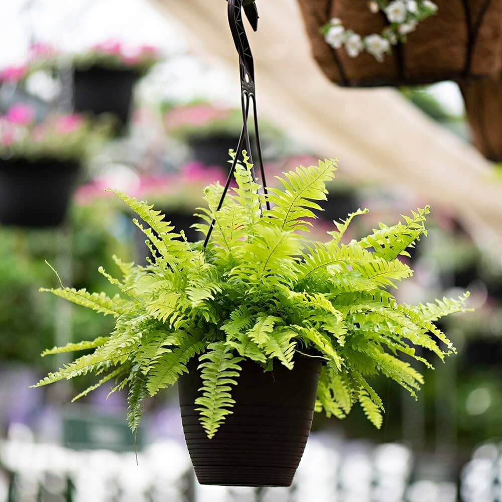Sword Fern Seeds