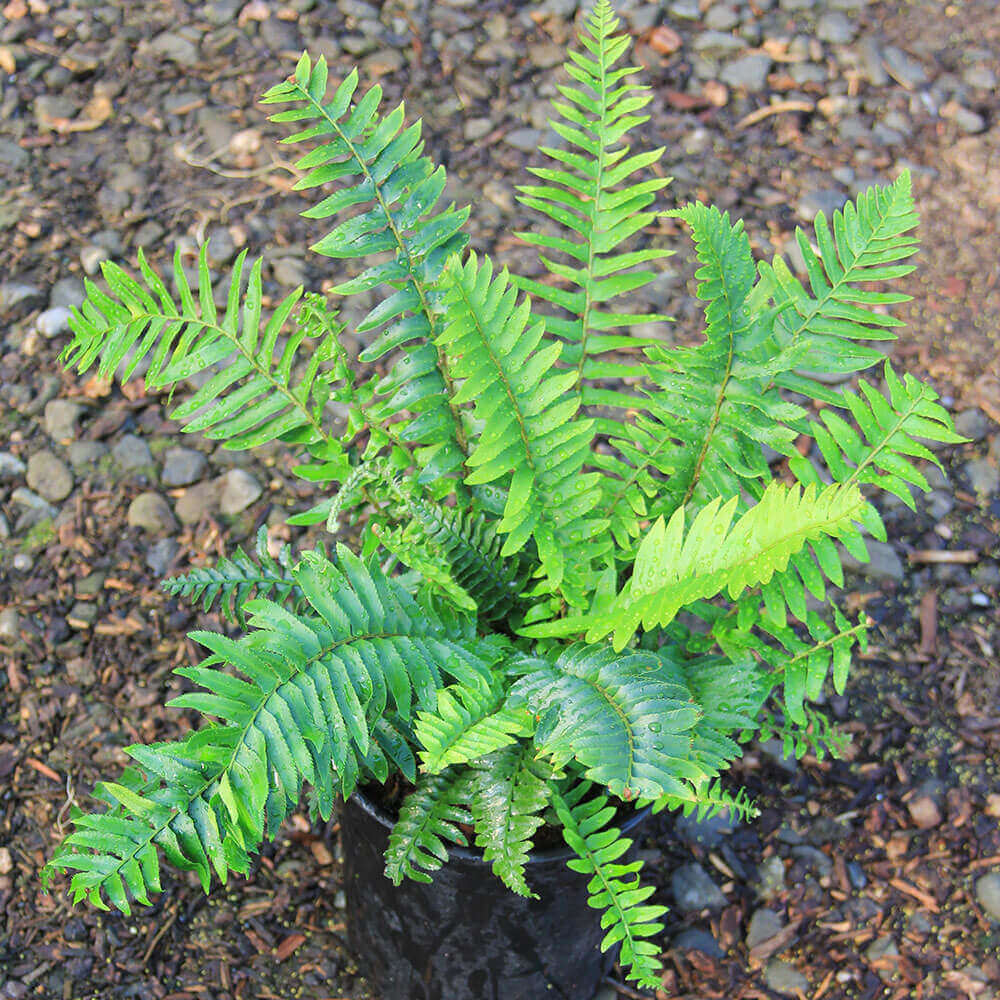 Sword Fern Seeds