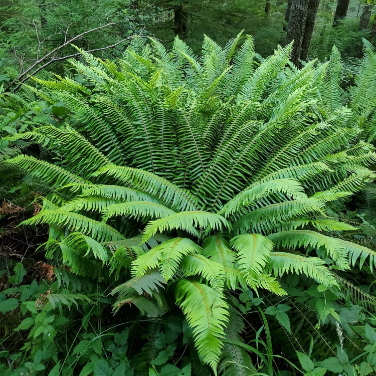 Sword Fern Seeds