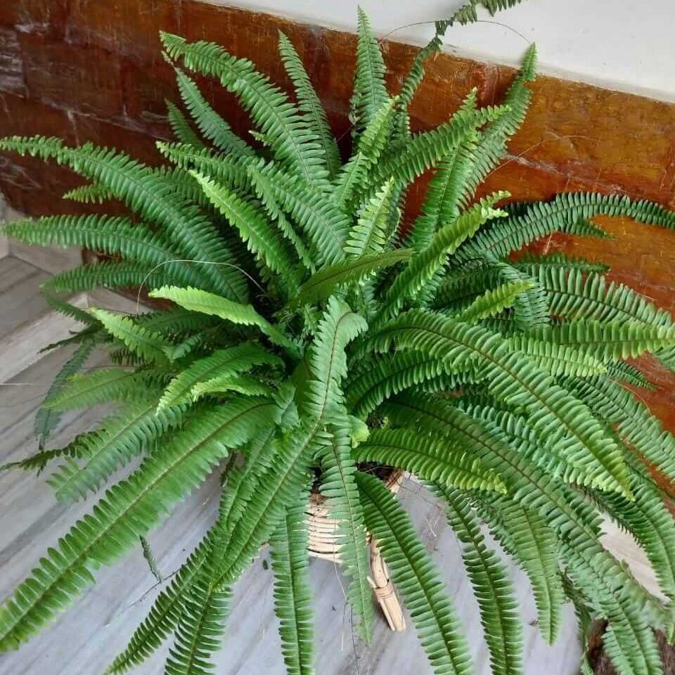 Sword Fern Seeds