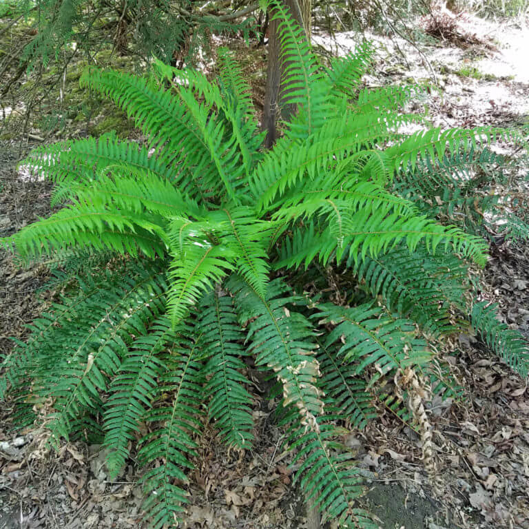 Sword Fern Seeds