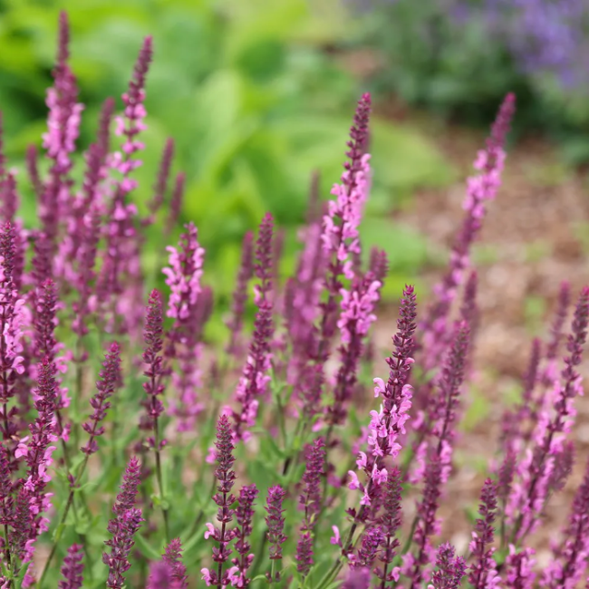Sylvestris Rose Queen Salvia Seeds