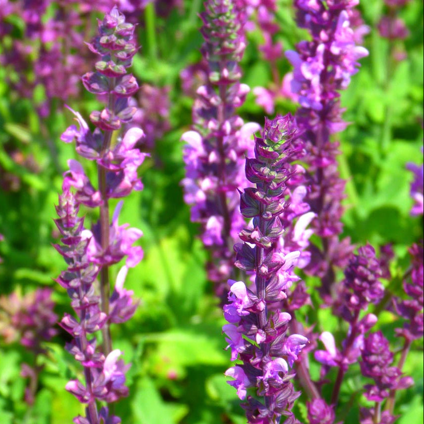 Sylvestris Rose Queen Salvia Seeds
