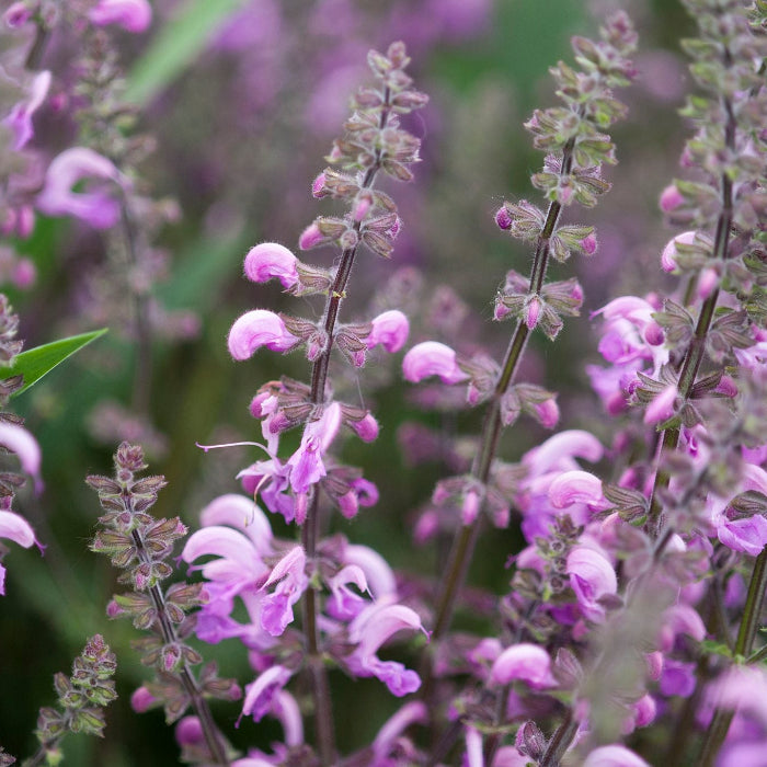 Sylvestris Rose Queen Salvia Seeds