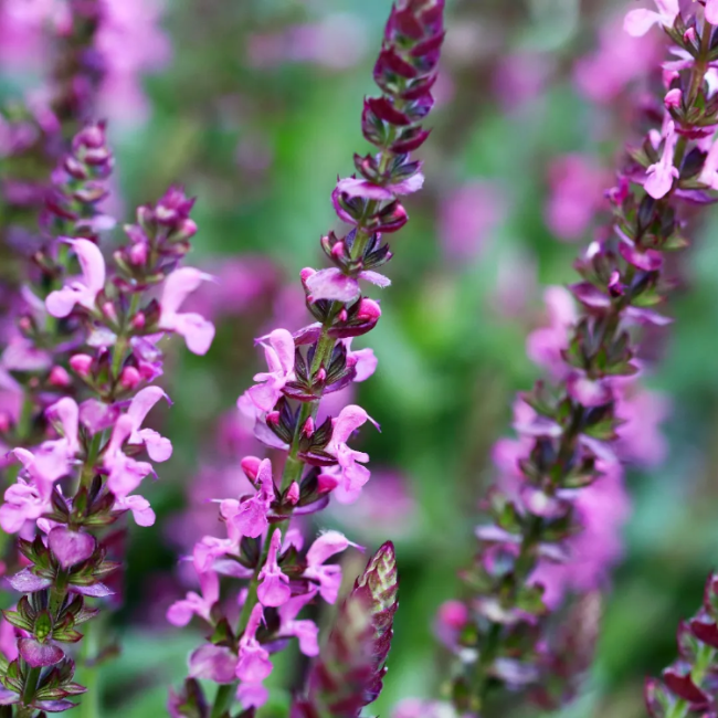 Sylvestris Rose Queen Salvia Seeds