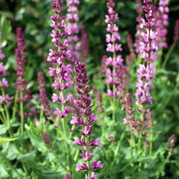 Sylvestris Rose Queen Salvia Seeds