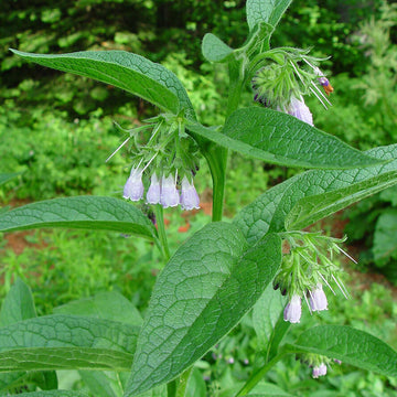 Symphytum Officinale Seeds - Herbal Plant