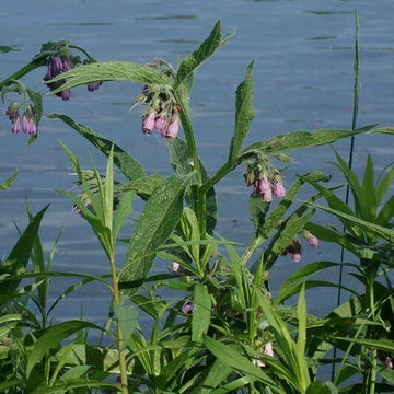 Symphytum Officinale Seeds - Herbal Plant