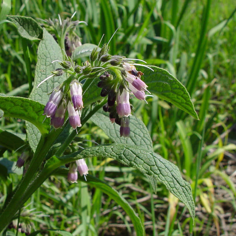 Symphytum Officinale Seeds - Herbal Plant