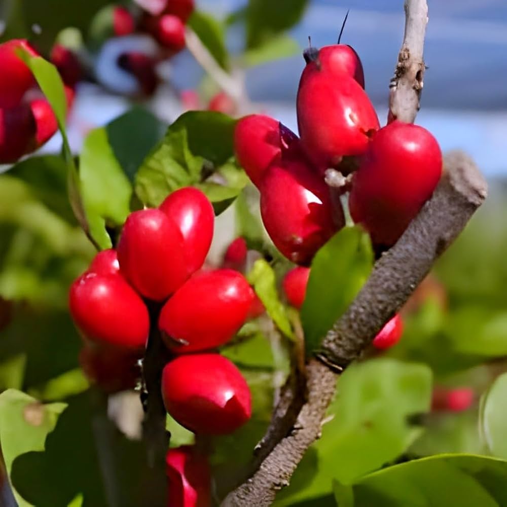 Synsepalum Dulcificum Seeds – Miracle Berry