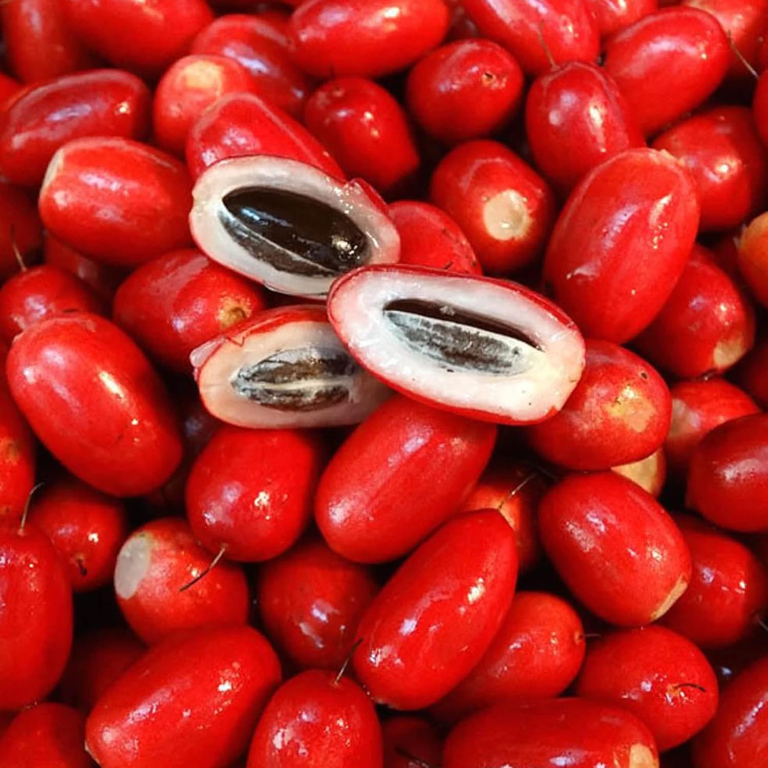 Synsepalum Dulcificum Seeds – Miracle Berry