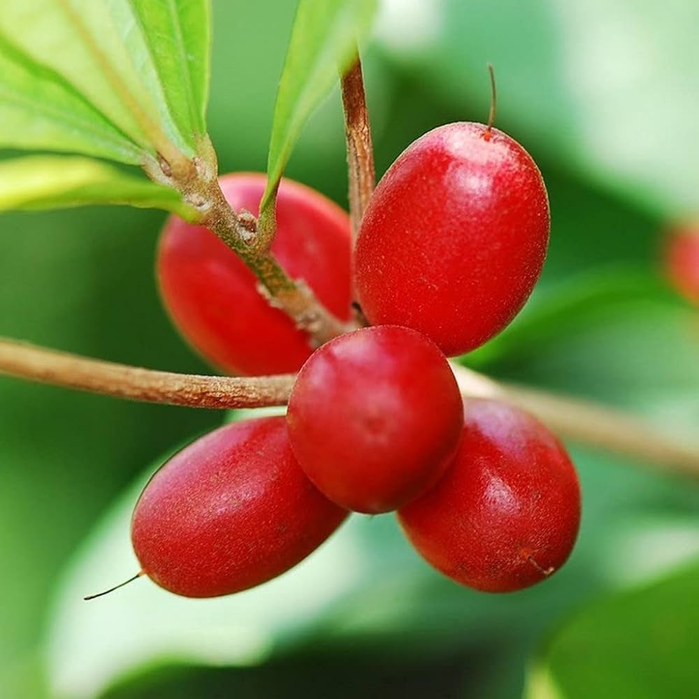 Synsepalum Dulcificum Seeds – Miracle Berry