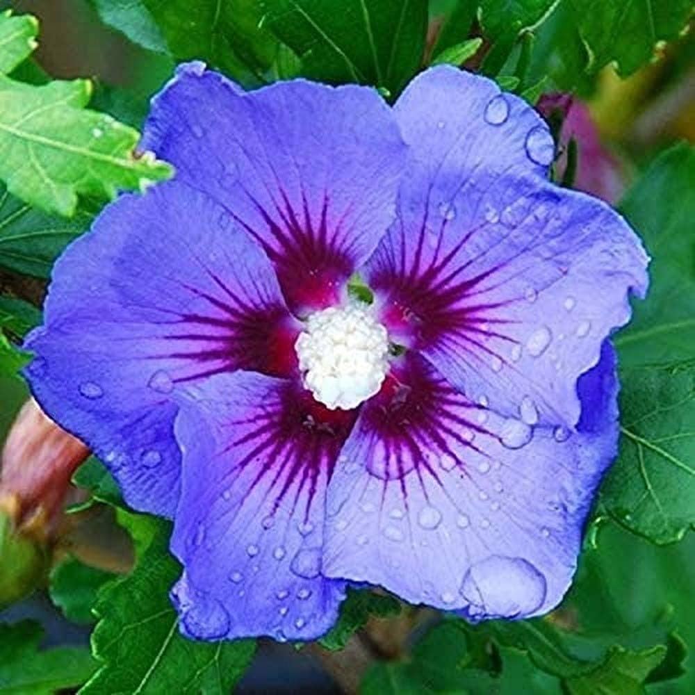 Syriacus Hibiscus Seeds