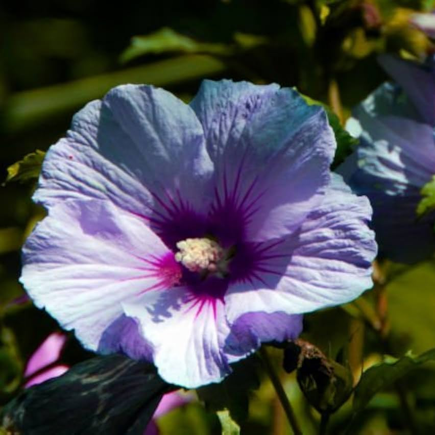 Syriacus Hibiscus Seeds