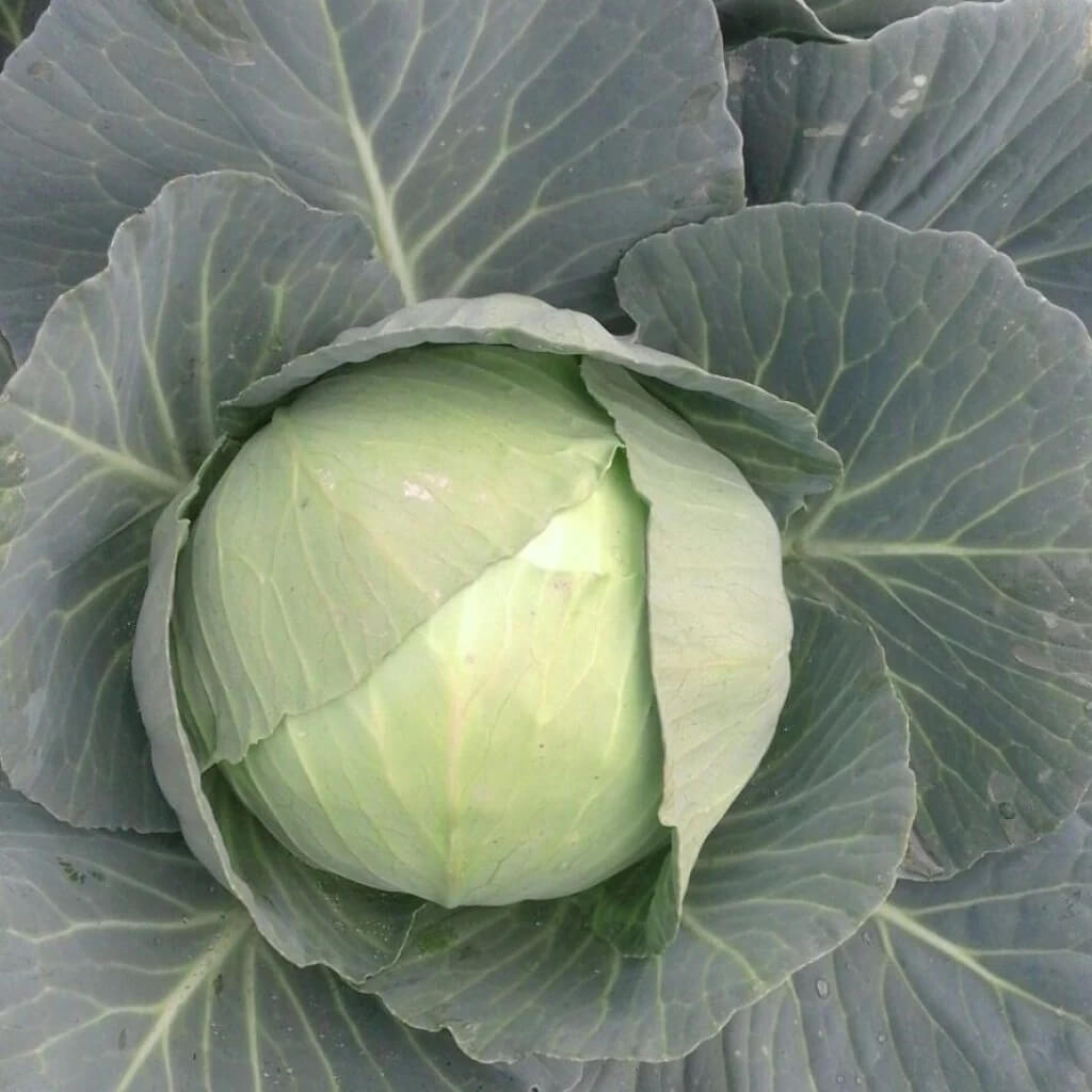 TEMP Round Hybrid Cabbage Seeds