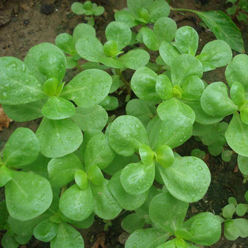 Purslane Seeds – Golden