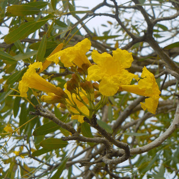 Tabebuia Seeds – Caraiba