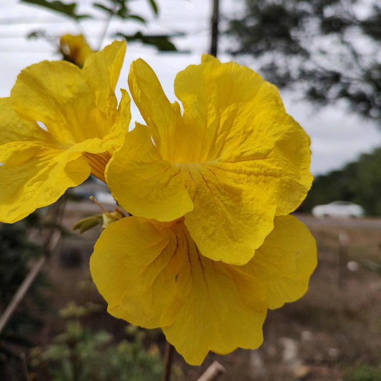 Tabebuia Seeds – Caraiba