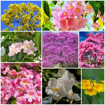 Tabebuia Seeds - All In One For Home Gardens