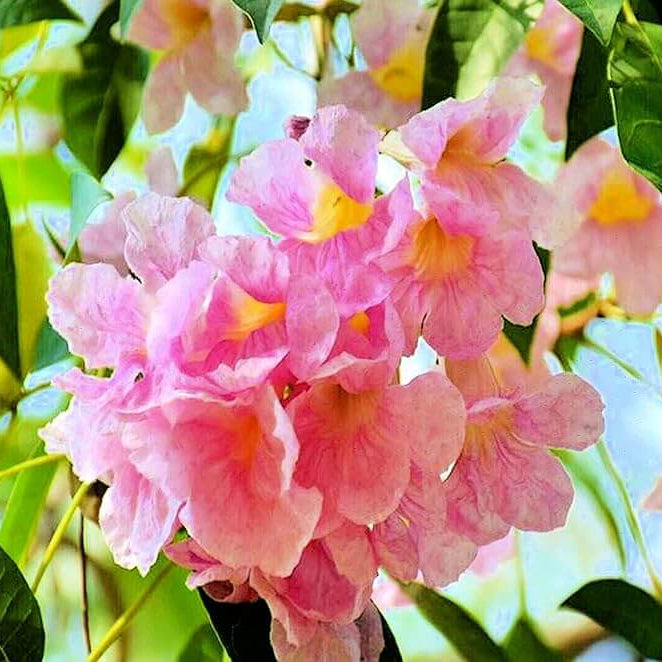 Tabebuia Seeds - All In One For Home Gardens