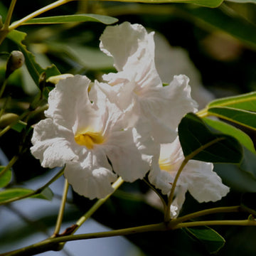 Tabebuia Seeds - All In One For Home Gardens