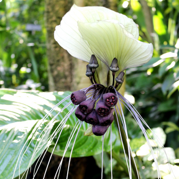 Tacca Integrifolia White Bat  Seeds