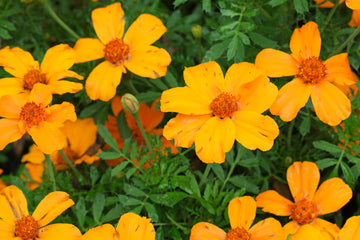 French Disco Orange Marigold Seeds – Flower Plant