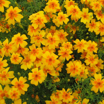 Signet Marigold Seeds – Edible
