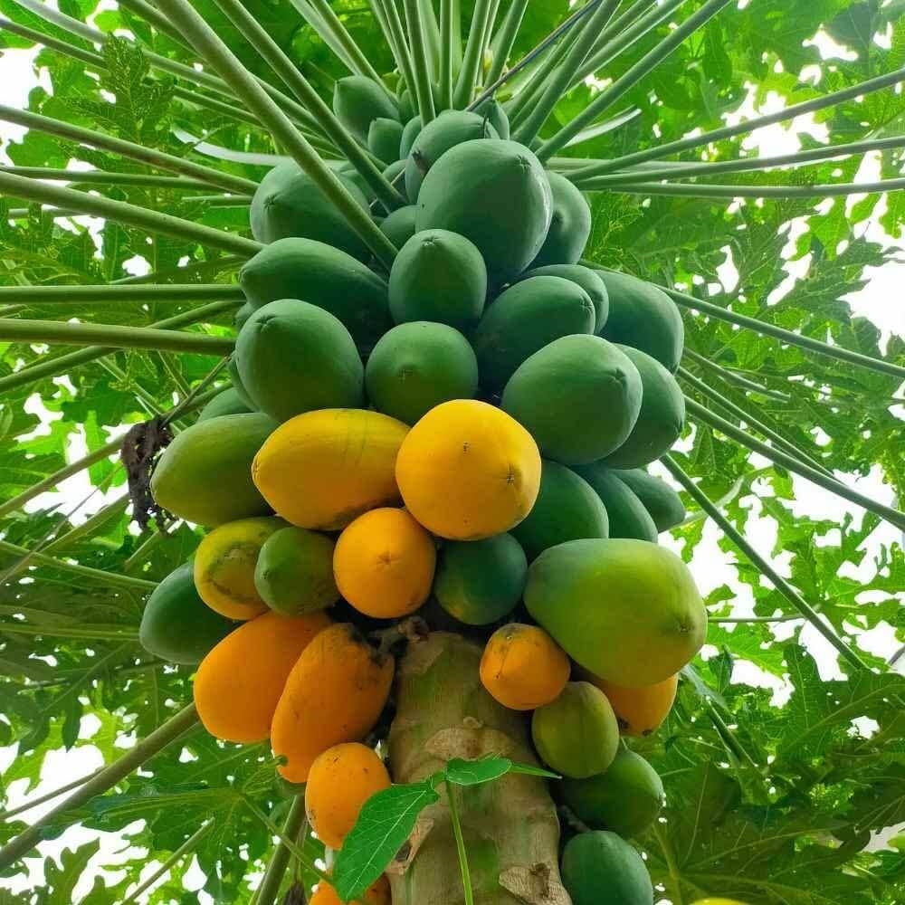 Taiwan Red Lady Papaya Seeds - Fruit Plant