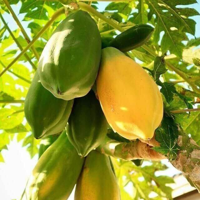 Taiwan Red Lady Papaya Seeds - Fruit Plant