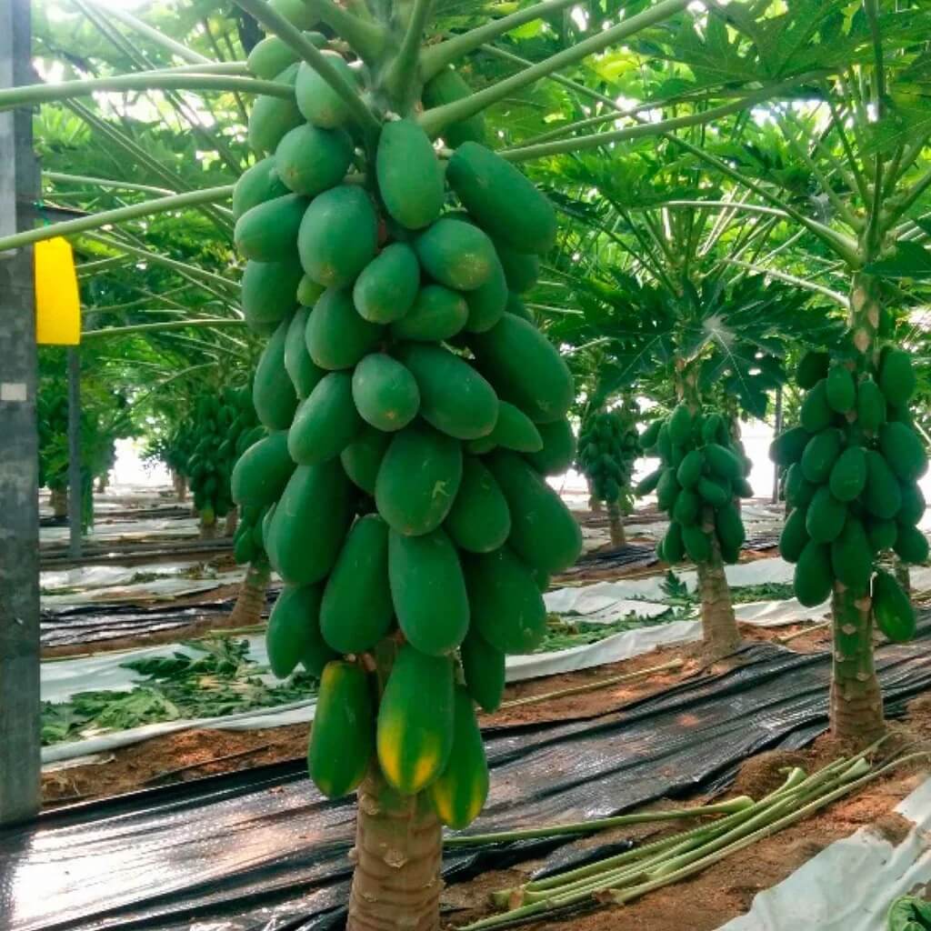 Taiwan Red Lady Papaya Seeds - Fruit Plant