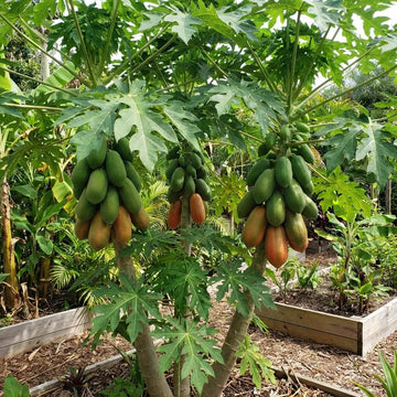 Taiwan Red Lady Papaya Seeds - Fruit Plant