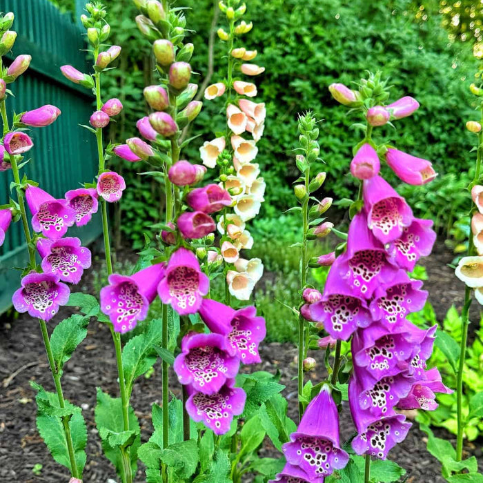 Tall  Foxglove Seeds