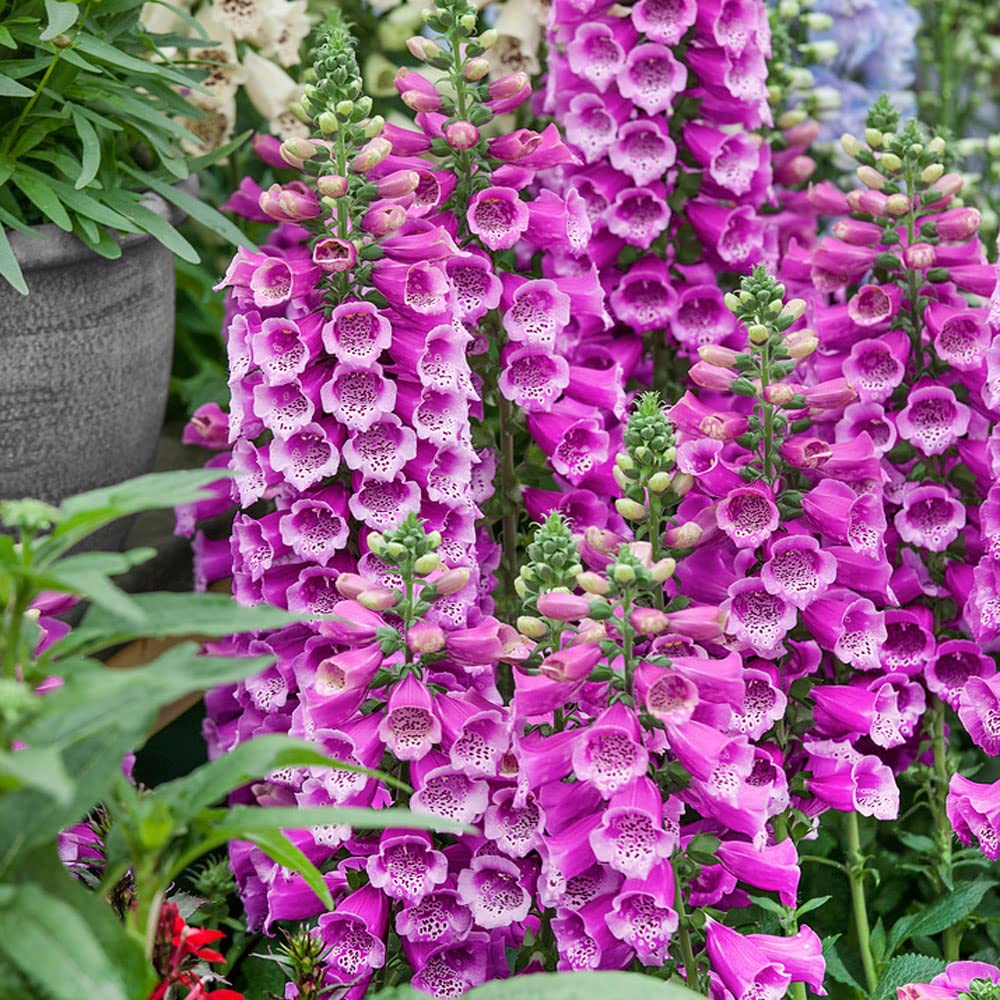 Tall  Foxglove Seeds