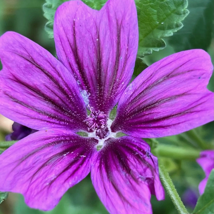 Tall High Mallow Seeds
