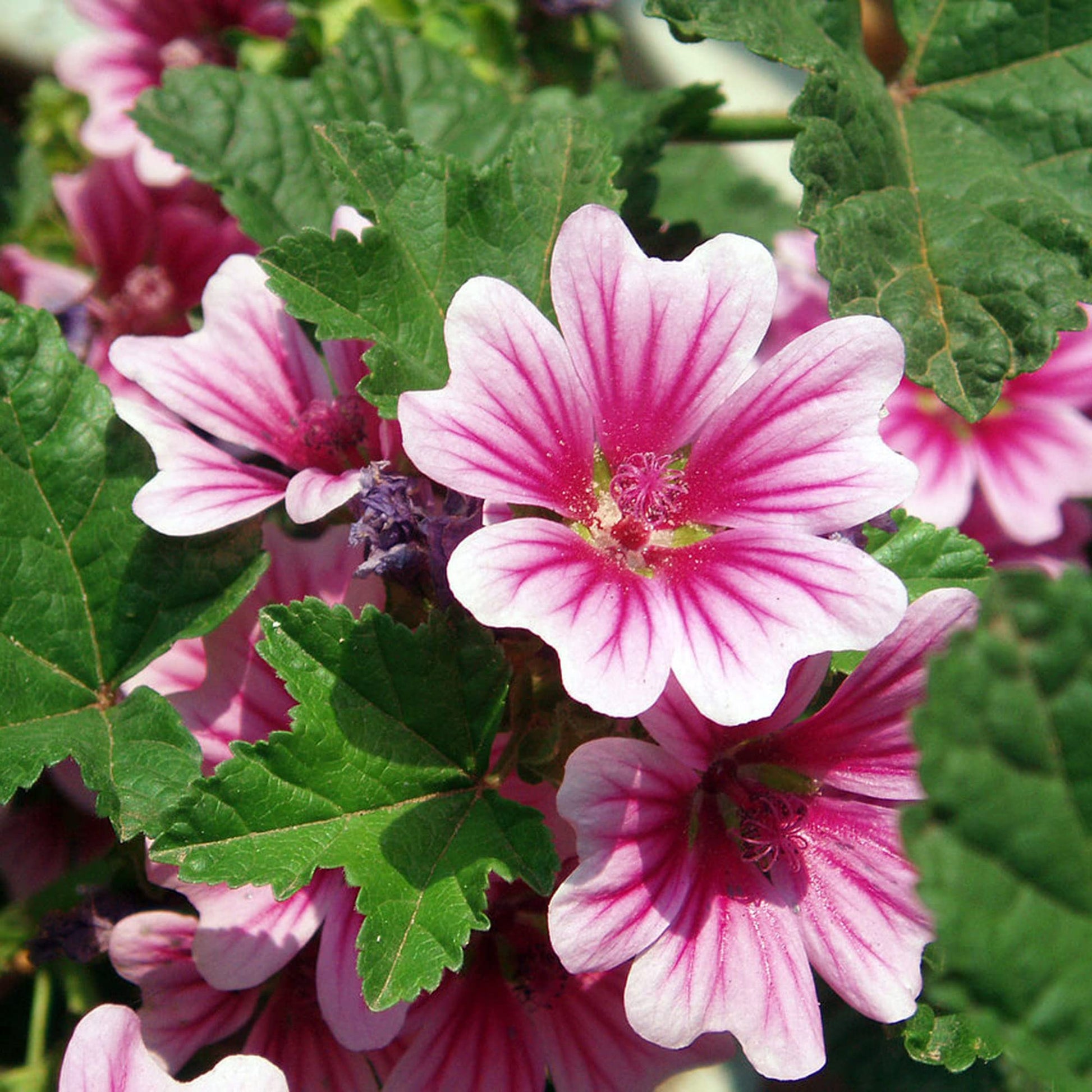 Tall High Mallow Seeds