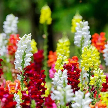 Tall Snap Dragon Mix Seeds - Flower Plant