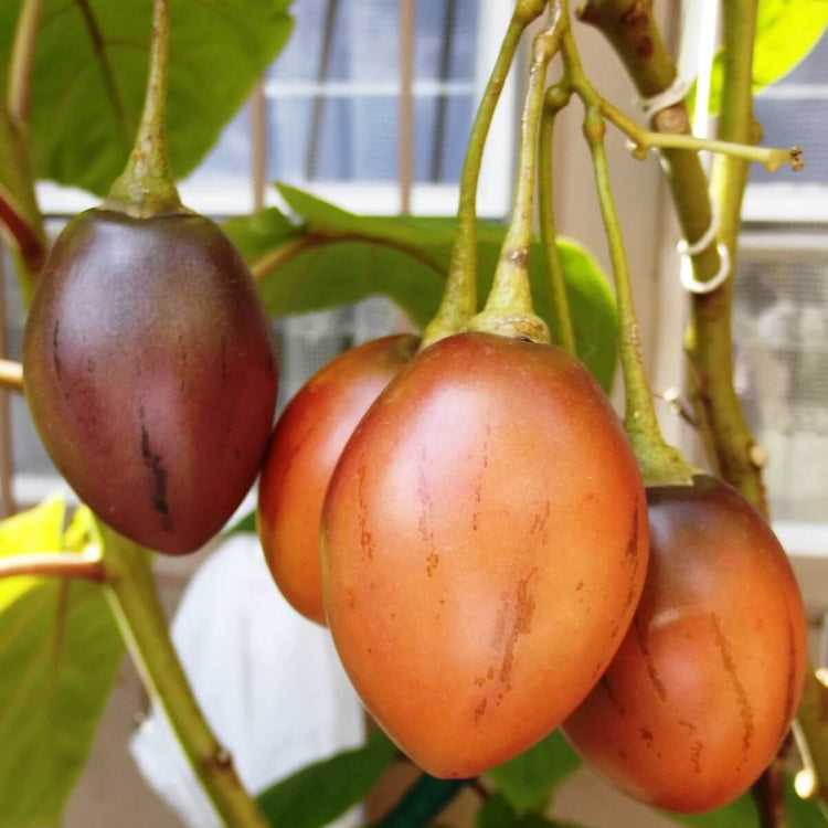 Tamarillo Seeds - Vegetable Plant for Home Gardens
