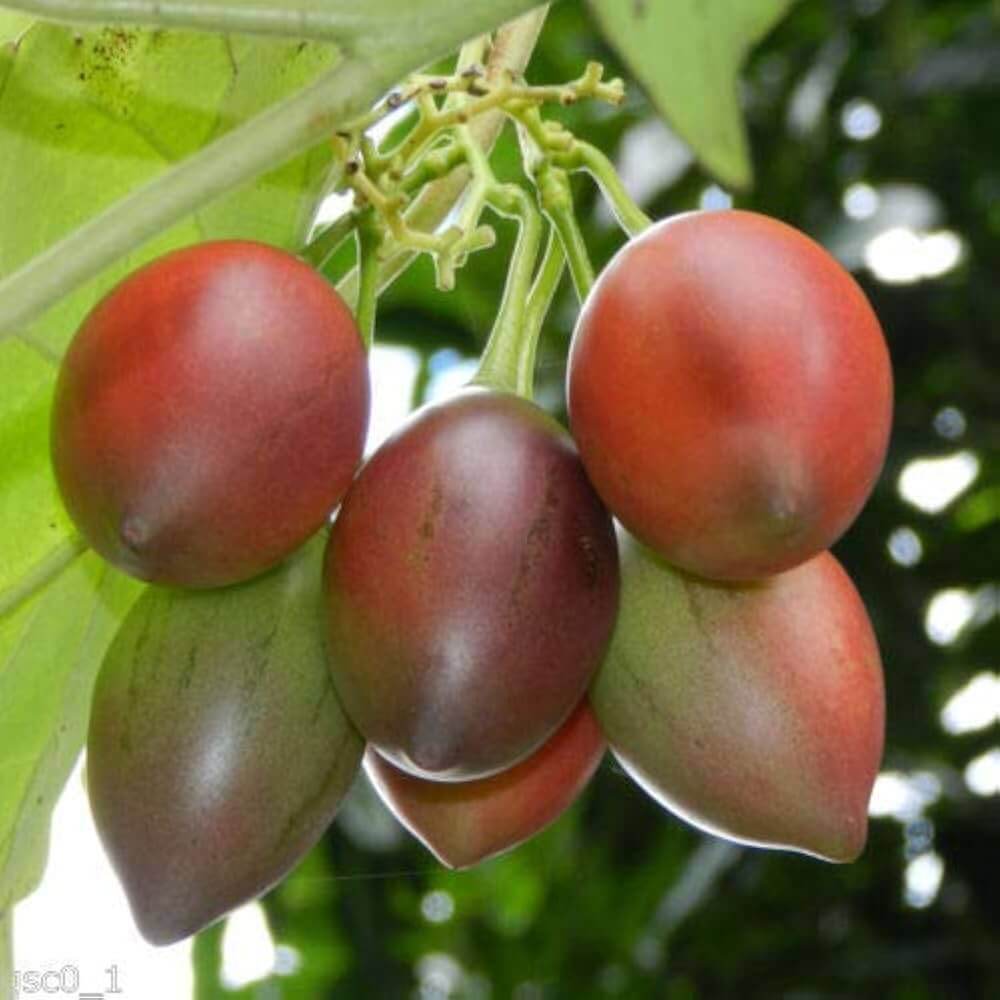 Tamarillo Seeds - Vegetable Plant for Home Gardens