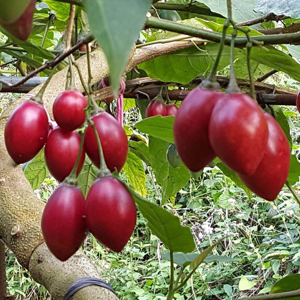 Tamarillo Seeds - Vegetable Plant for Home Gardens
